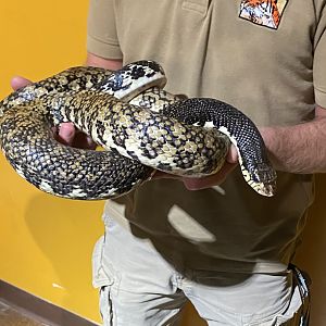 Leioheterodon - Indianapolis Zoo