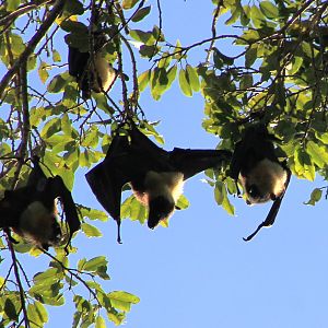 Pacific Flying Foxes (Pteropus tonganus geddiei)