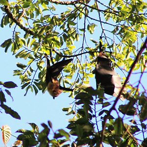 Vanuatu Flying Fox (Pteropus anetianus aorensis)