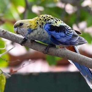 Pale-headed Rosella