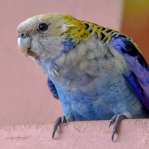Pale-headed Rosella