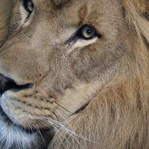 Male African Lion