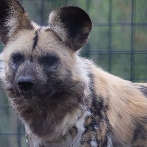 Painted Dog