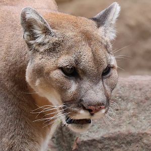 Cougar