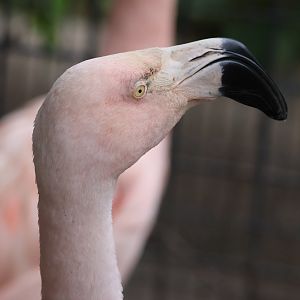 Chilean Flamingo