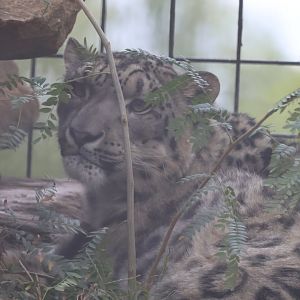 Snow Leopard (bad weather)