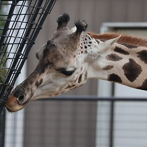 Masai Giraffe
