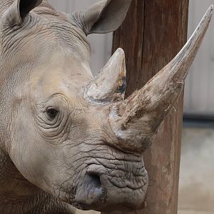 White Rhinoceros