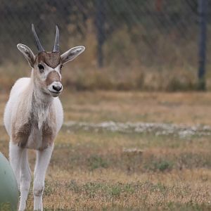 Addax Calf