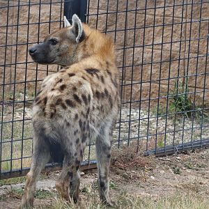Spotted Hyena