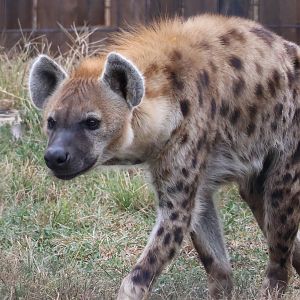 Spotted Hyena