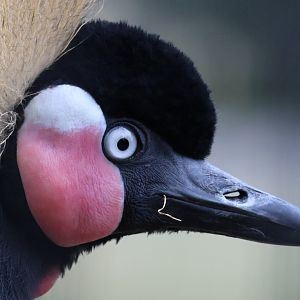African Crowned Crane