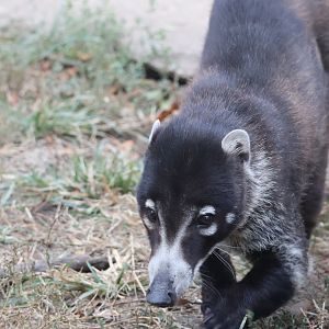 White Nosed Coati