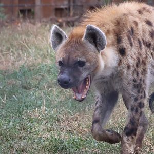 Spotted Hyena