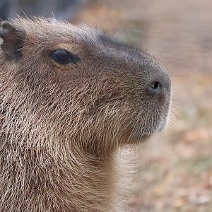 Capybara