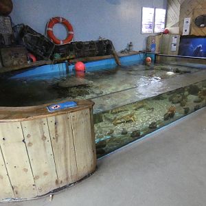 Spiny lobster exhibit - Anglesey Sea Zoo