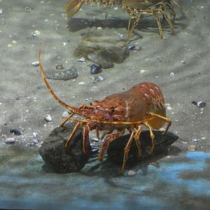 Spiny lobster - Anglesey Sea Zoo