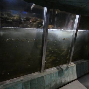 The Wave tank - Anglesey Sea Zoo