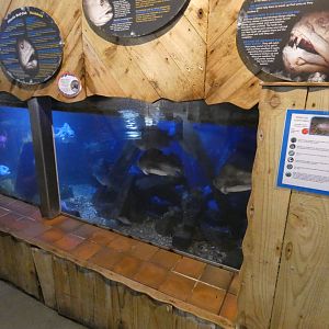 Atlantic wolf fish display - Anglesey Sea Zoo