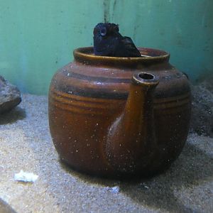 Tompot blenny - Anglesey Sea Zoo