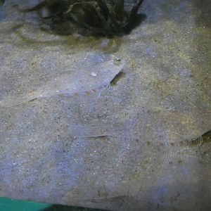 Plaice - Anglesey Sea Zoo