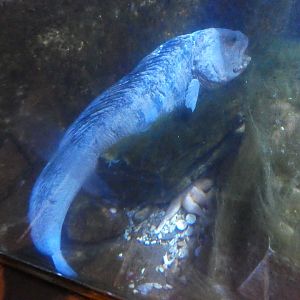 Atlantic wolf fish - Anglesey Sea Zoo
