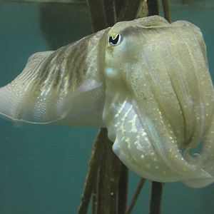 Common cuttlefish - Anglesey Sea Zoo
