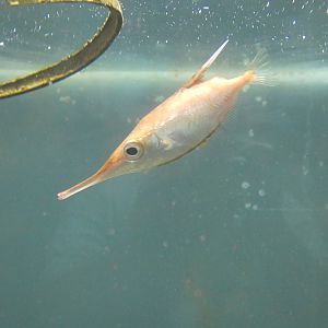 Long-spine snipefish - Anglesey Sea Zoo
