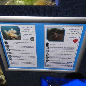 Signage style - Anglesey Sea Zoo