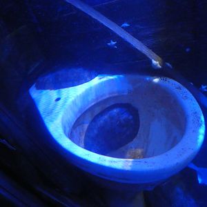 Fish in toilet - Anglesey Sea Zoo