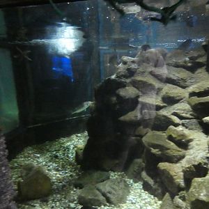 Main tank of Shipwreck area - Anglesey Sea Zoo