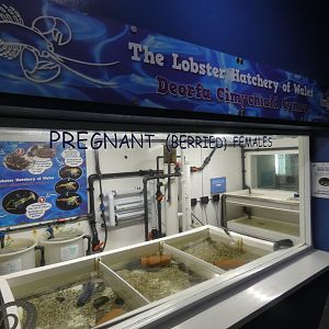 The Lobster Hatchery of Wales - Anglesey Sea Zoo