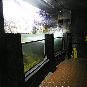 'The Second Wave' - Anglesey Sea Zoo