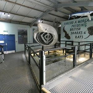 Shark and ray pool - Anglesey Sea Zoo