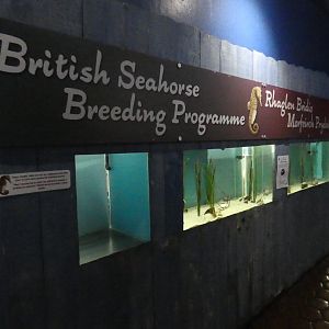 Seahorse breeding area - Anglesey Sea Zoo