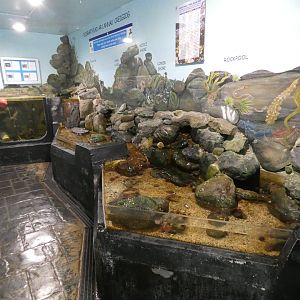 Rock pool exhibit - Anglesey Sea Zoo
