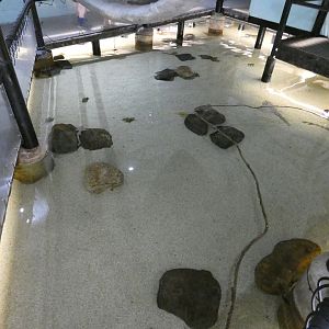 Shark and ray pool - Anglesey Sea Zoo