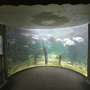 Big fish forest - Anglesey Sea Zoo