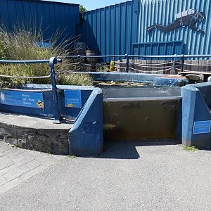 Koi exhibit - Anglesey Sea Zoo
