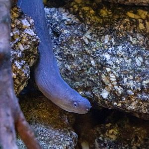 Freshwater moray (Gymnothorax tile)