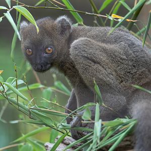Young greater bamboo lemur, CWP, UK