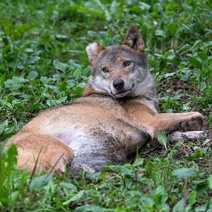 Eurasian wolf, CWP, UK