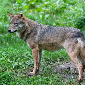Eurasian wolf, CWP, UK