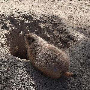 chonker (prairie dog)