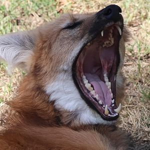 Maned Wolf