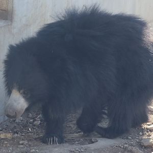 Sloth Bear