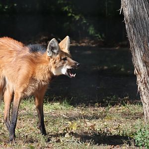 Maned Wolf