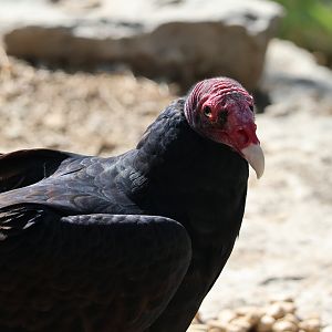 Turkey Vulture