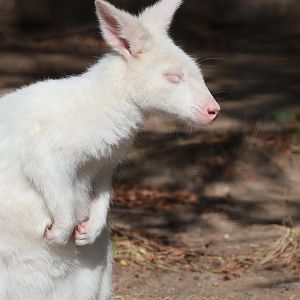 Albino (Red Necked?) Wallaby