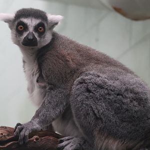 Ring Tailed Lemur